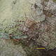 Illustration for article titled Good Lord, Scientists Have Discovered Skydiving Spiders in the Jungles of South America